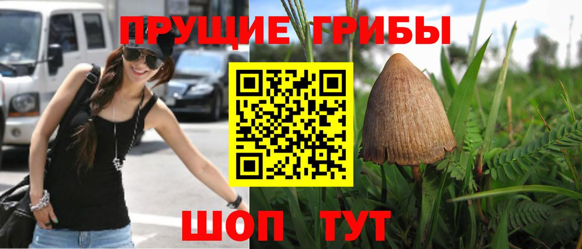 Псилоцибиновые грибы мицелий Сорочинск